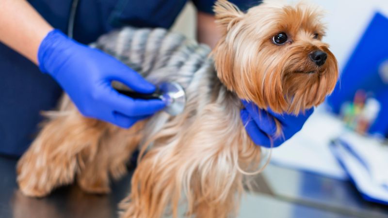 Veterinário examinando Yorkshire para o guia da longevidade por raça e cão saudável.