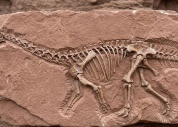 Fóssil de esqueleto de dinossauro saurópode preservado em rocha sedimentar, demonstrando o processo de fossilização.