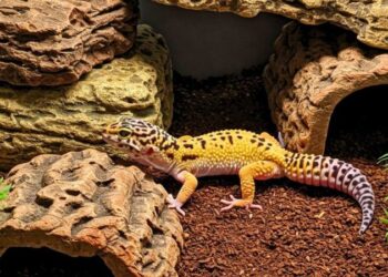 Gecko leopardo descansando em refúgio escuro dentro de um terrário com rochas.