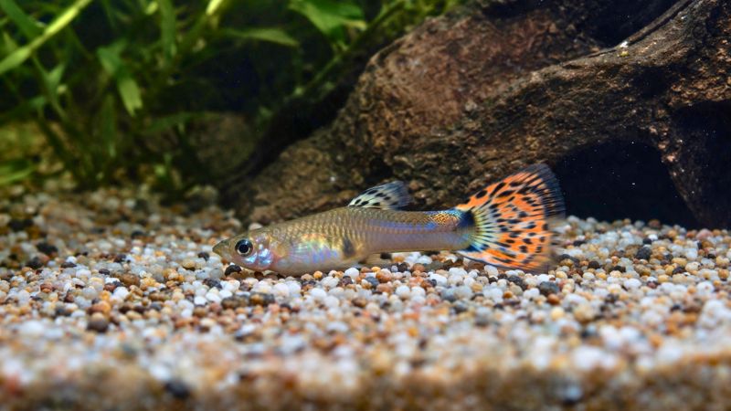 Peixe Guppy parado no fundo do aquário de água doce, sinal de estresse ambiental ou possível desequilíbrio na amônia.