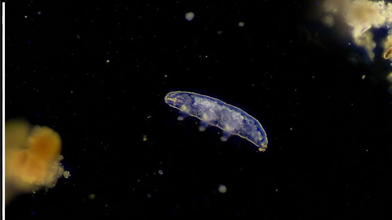 Foto de microscopia eletrônica mostrando detalhes da anatomia de um micro-invertebrado do filo Tardigrada.