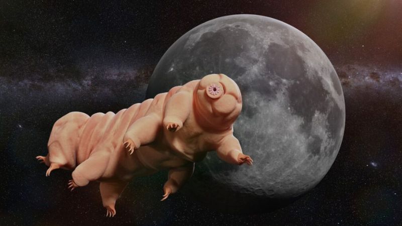 Ilustração de um tardígrado em estado de criptobiose para sobreviver no espaço.