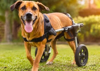 Cão paraplégico feliz usando cadeira de rodas para cachorros enquanto passeia em um parque gramado.