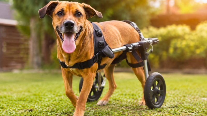 Cão paraplégico feliz usando cadeira de rodas para cachorros enquanto passeia em um parque gramado.
