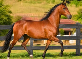 Cavalo Mangalarga marchador castanho correndo livre em um pasto verde de fazenda.