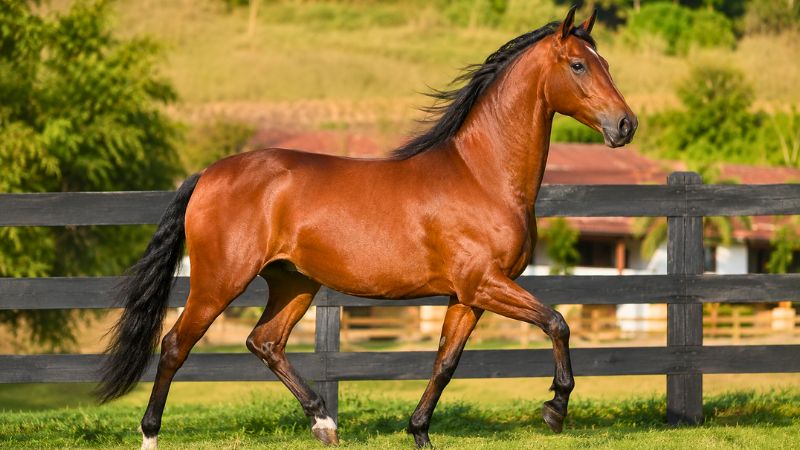 Cavalo Mangalarga marchador castanho correndo livre em um pasto verde de fazenda.
