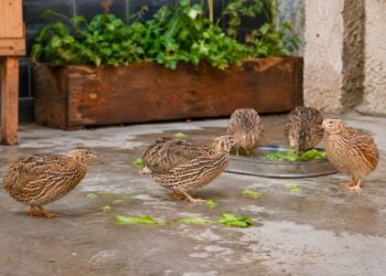 Pequenas codornas de estimação em um viveiro limpo no quintal de casa, mostrando como criar codornas em casa.