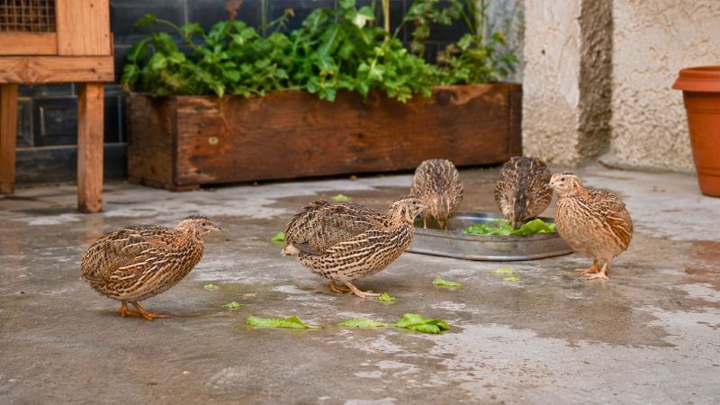 Pequenas codornas de estimação em um viveiro limpo no quintal de casa, mostrando como criar codornas em casa.