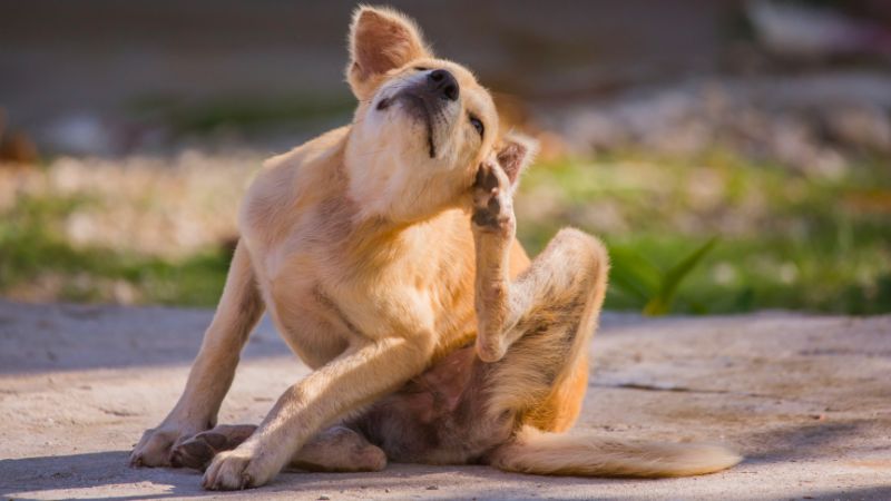 Cachorro se coçando devido a pulgas e carrapatos em ambiente doméstico.
