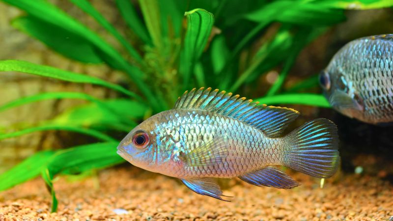 Peixe Electric Blue Acara brilhando em azul metálico dentro de um aquário plantado.