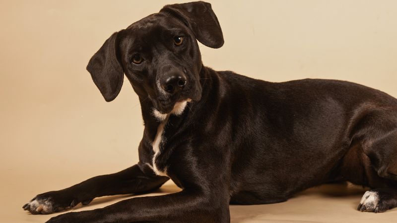 Cão com expressão inteligente, representando a evolução do cérebro dos cães ao longo da história.