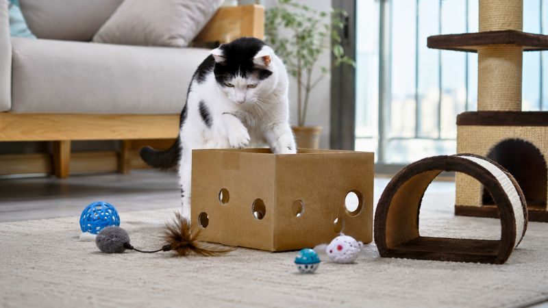 Gato brincando em apartamento com caixa de papelão e arranhador para evitar tédio.