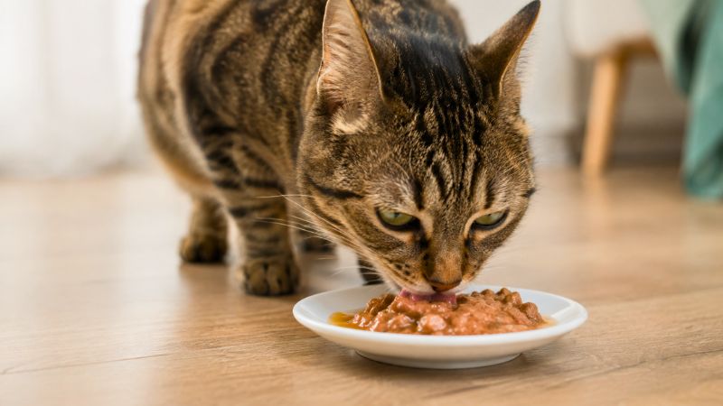 Gato doméstico saboreando comida de sachê no pote, ilustrando se o gato pode comer sachê todo dia.