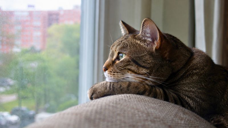 Gato doméstico olhando pela janela com expressão triste enquanto espera o tutor, ilustrando se gato pode ficar sozinho.