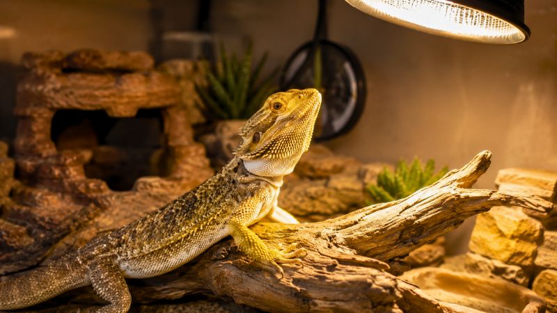 Dragão-barbudo descansando em um tronco sob a luz de uma lâmpada UVB para répteis em um terrário.