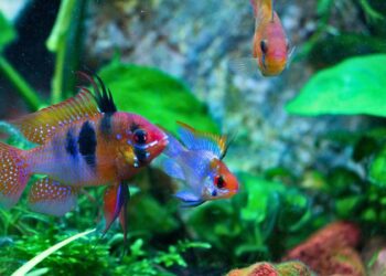 Peixe Ramirezi Alemão colorido exibindo tons de amarelo, azul e vermelho em aquário.