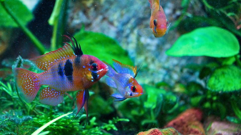 Peixe Ramirezi Alemão colorido exibindo tons de amarelo, azul e vermelho em aquário.