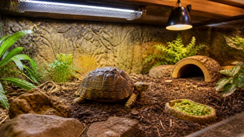 Terrário bem estruturado para jabuti com lâmpada de aquecimento ligada e substrato adequado de terra e fibra de coco.