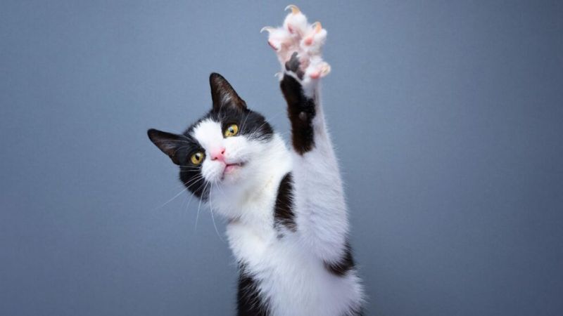 Gato doméstico mostrando as patas, ilustrando como o fungo da esporotricose se aloja em suas unhas.
