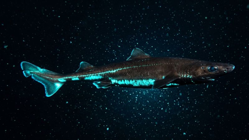 Ilustração realista de um tubarão-lanterna das profundezas oceânicas com bioluminescência azul brilhante.