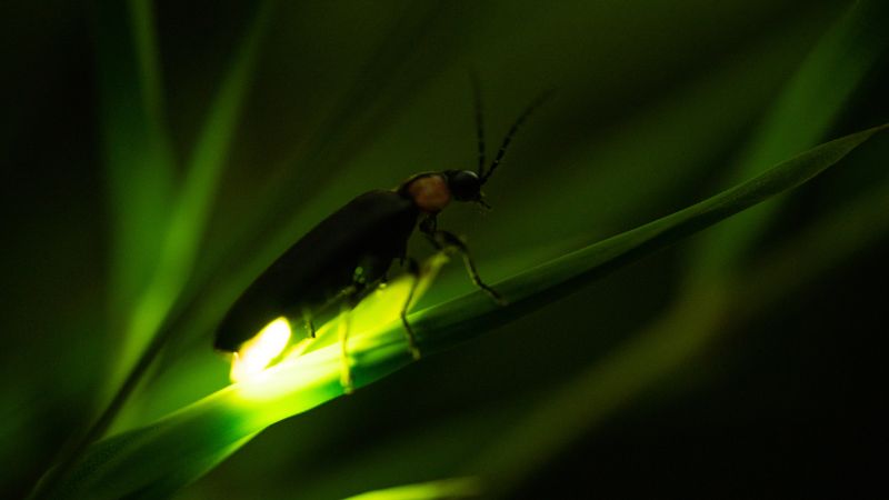 Macrofotografia de um único vagalume com o abdômen aceso pousado sobre uma folha verde no escuro da noite.