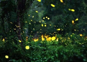 Paisagem noturna de uma mata densa iluminada por centenas de pontos de luz piscantes de vagalumes, ilustrando por que os vagalumes estão desaparecendo.
