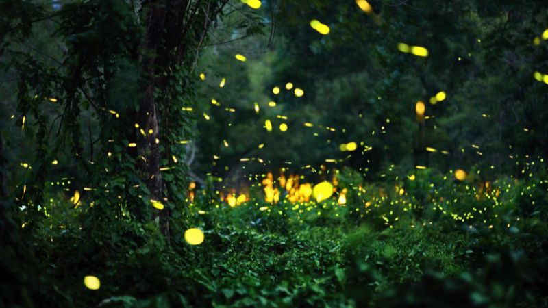Paisagem noturna de uma mata densa iluminada por centenas de pontos de luz piscantes de vagalumes, ilustrando por que os vagalumes estão desaparecendo.