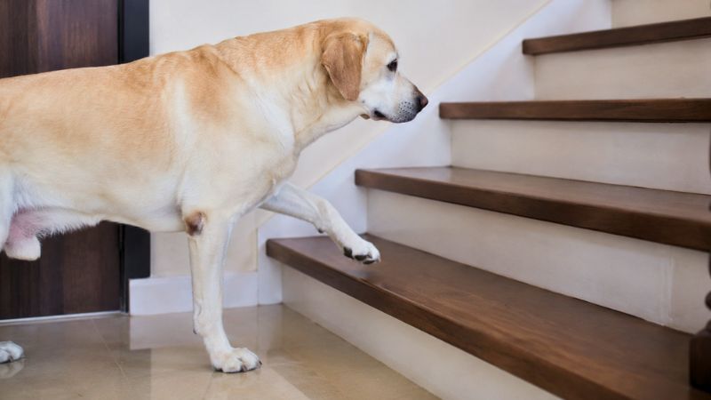 Cão da raça Labrador Retriever hesitando e demonstrando dificuldade para subir uma escada de madeira, um dos primeiros sinais de artrose em cães.