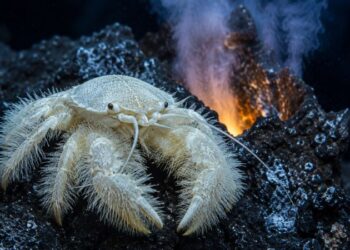Caranguejo-yeti branco com patas peludas fotografado em uma fenda hidrotermal no fundo do oceano.