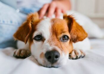 Cachorro deitado com expressão triste recebendo o carinho de uma mão na cabeça.