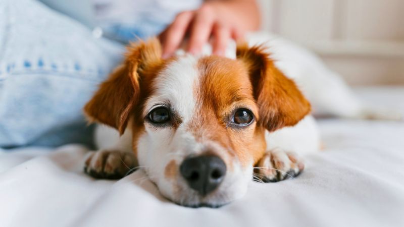 Cachorro deitado com expressão triste recebendo o carinho de uma mão na cabeça.