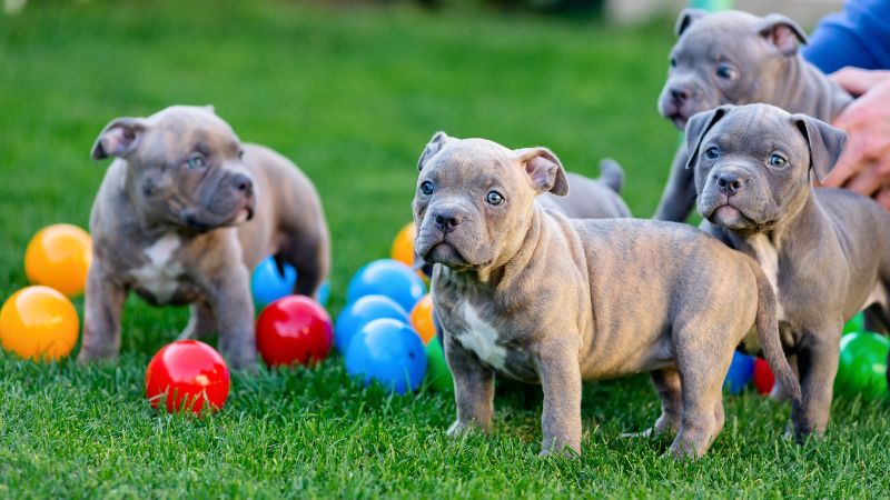 Ninhada de filhotes de American Bully juntos deitados em uma caminha pet.