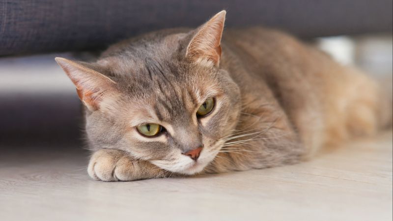 Gato deitado com expressão abatida e olhar triste olhando para baixo.