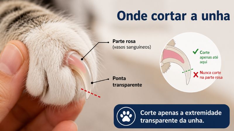 Imagem ilustrativa em close da garra do gato mostrando a diferença entre a ponta transparente e a parte rosada com vasos sanguíneos.