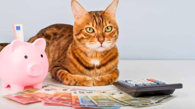 Gato ao lado de cofrinho e calculadora em guia explicativo sobre quanto custa criar um gato.