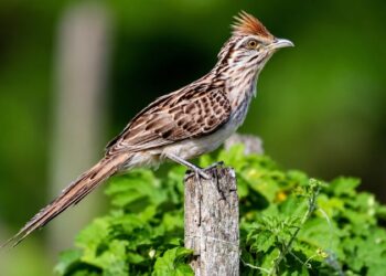 Matinta-pereira (Tapera naevia) pousada sobre uma cerca em área aberta.
