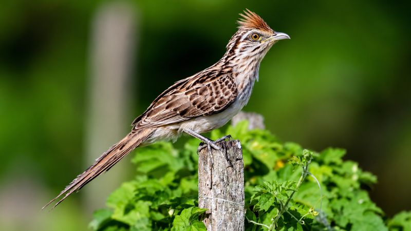 Matinta-pereira (Tapera naevia) pousada sobre uma cerca em área aberta.