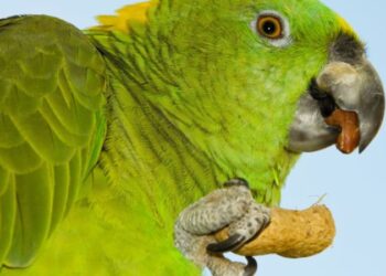 Papagaio de estimação se alimentando em pote, ilustrando a importância da nutrição para evitar problemas de saúde nas aves.
