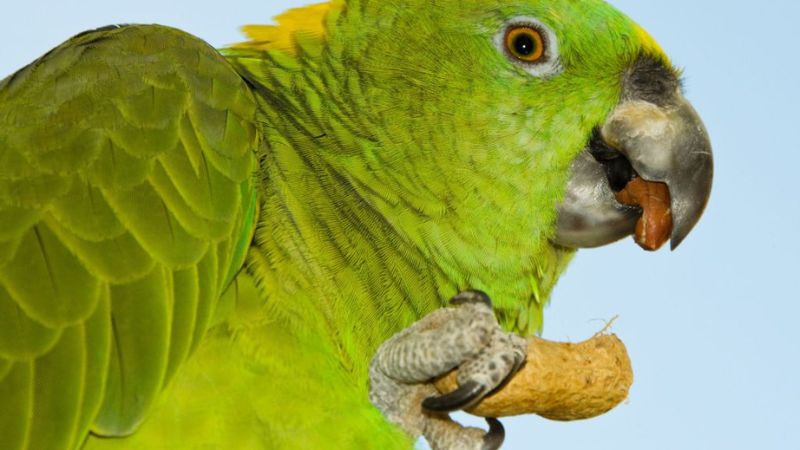 Papagaio de estimação se alimentando em pote, ilustrando a importância da nutrição para evitar problemas de saúde nas aves.