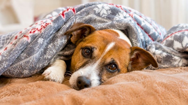 Cachorro deitado sob as cobertas em uma cama aconchegante durante o inverno.