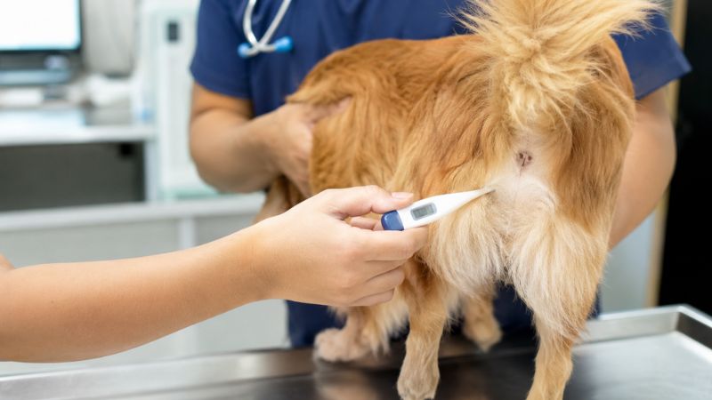 Médico veterinário usando um termômetro digital para medir a temperatura retal de um cachorro na clínica.