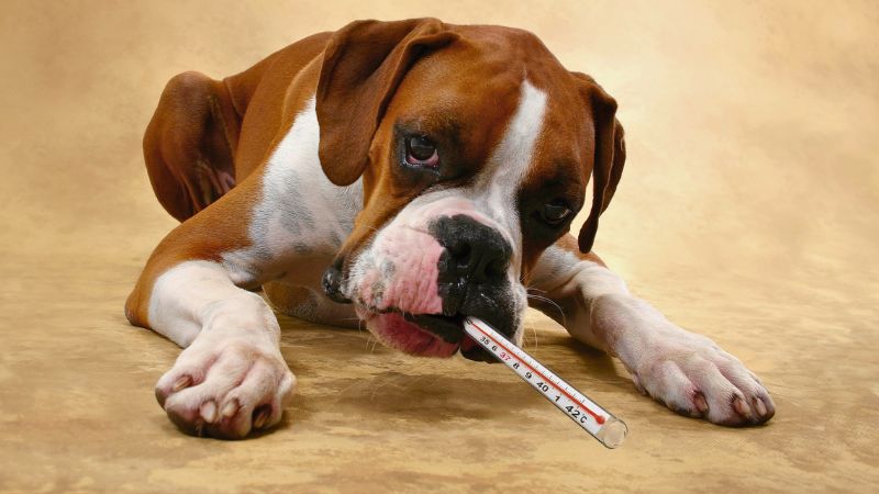 Cachorro engraçado com um termômetro na boca parecendo doente para ilustrar febre canina.