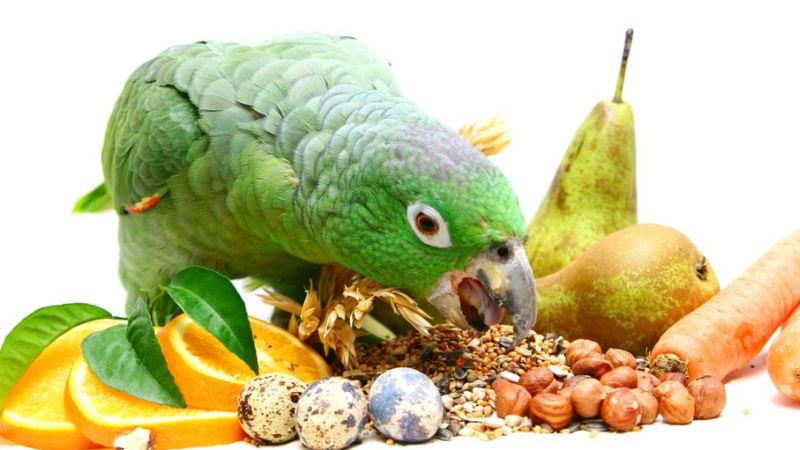 Variedade de alimentos e sementes saudáveis para dieta diversificada e nutritiva de papagaios.