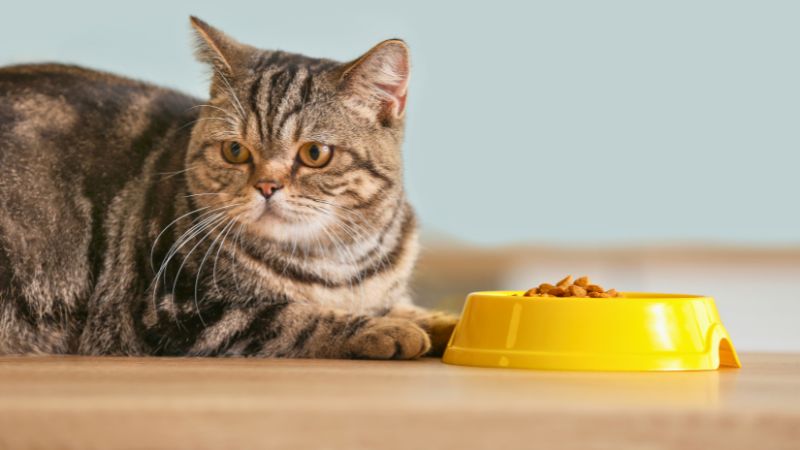 Gato parou de comer