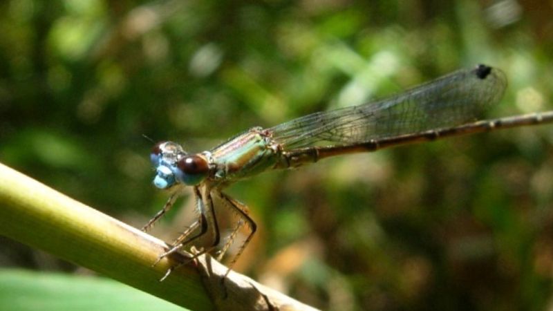 Libélula em seu habitat natural ameaçado na Mata Atlântica.
