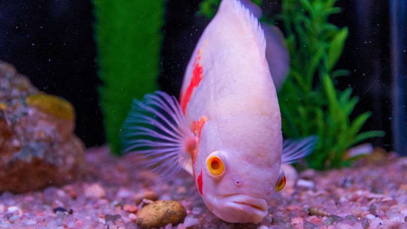 Peixe Oscar albino com manchas laranja em aquário de água doce