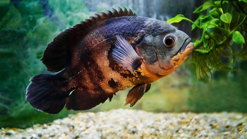 Peixe Oscar Astronotus tigris nadando em aquário de água doce