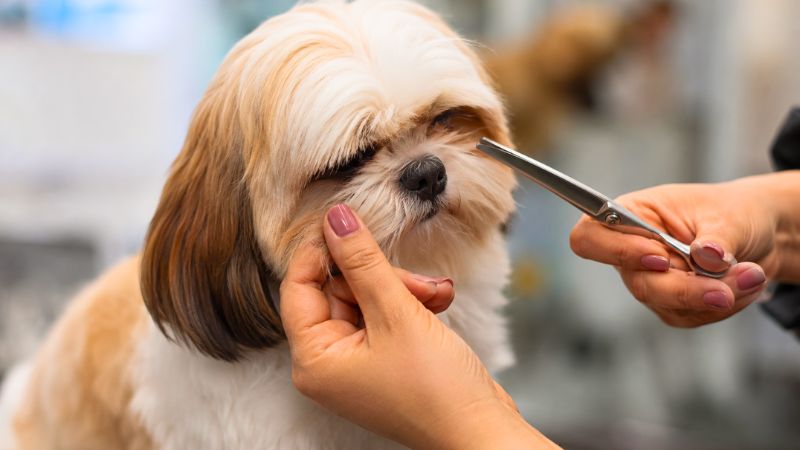 Groomer aparando cuidadosamente os pelos ao redor dos olhos de um cachorro Shih Tzu.