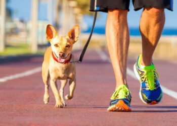 Tutor passeando com cachorro com guia em ambiente externo, ilustrando o tempo ideal de passeio do cachorro.