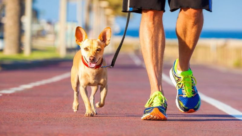 Tutor passeando com cachorro com guia em ambiente externo, ilustrando o tempo ideal de passeio do cachorro.
